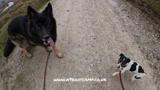 Basic obedience training should be compulsory to own a dog.
