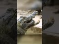 Ягуар охотящийся на крокодила