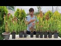Conociendo...Sarracenia alata | Plantas carnívoras | Carniplant