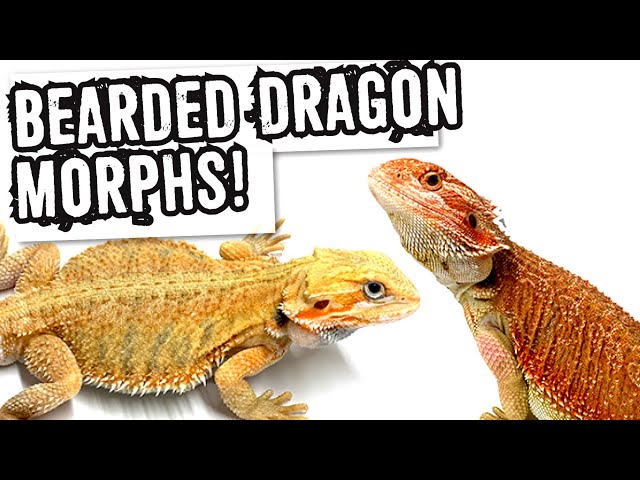 BEARDED DRAGON MORPHS! YouTube