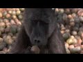 animals in africa get drunk