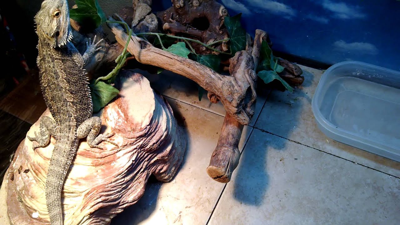 How to help your bearded dragon with constipation YouTube