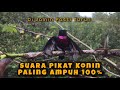 Suara Pikat Konin Paling Ampuh Anti Zonk Mp3 - Mp4 Download