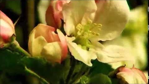 سورة المؤمنون I إبراهيم فرح خيري
