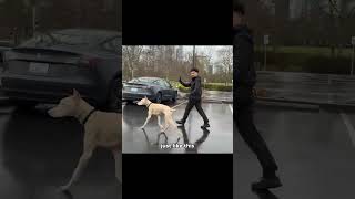 Fix Your Dog's Leash Pulling Instantly