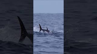 EPIC BLUEFIN TUNA FEEDING FRENZY: MASSIVE SCHOOL OF 200-LB TUNA DEVOURS ANCHOVY BAIT BALL!  #PELAGIC