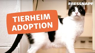 Eine Katze aus dem Tierschutz adoptieren