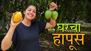 घरचा हापूस | Homegrown Alphanso | Mango | Ratnagiri Hapus | Kokan #harvesting #villagelife #mango