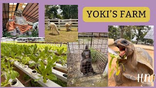 🚜Yoki’s Farm Tour (Farm, Museum, and Hydrophonics Farm)