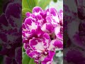 đê mê ngọt ngào quyến rũ