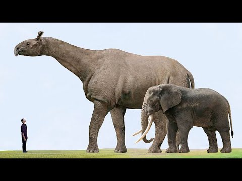 فيديو: الفيل هو أكبر حيوان ثديي على هذا الكوكب. وصف وصور الحيوانات