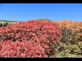 紅葉の白山 展望歩道 令和3年10月3日