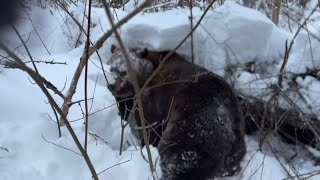 Бурый Медведь Строит Берлогу