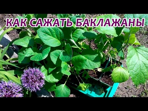 Секреты выращивания баклажанов