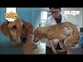 이 강아지를 보자마자 수의사가 한 말.. ㅣ What The Vet Man Said Soon After Seeing This Dog Is..