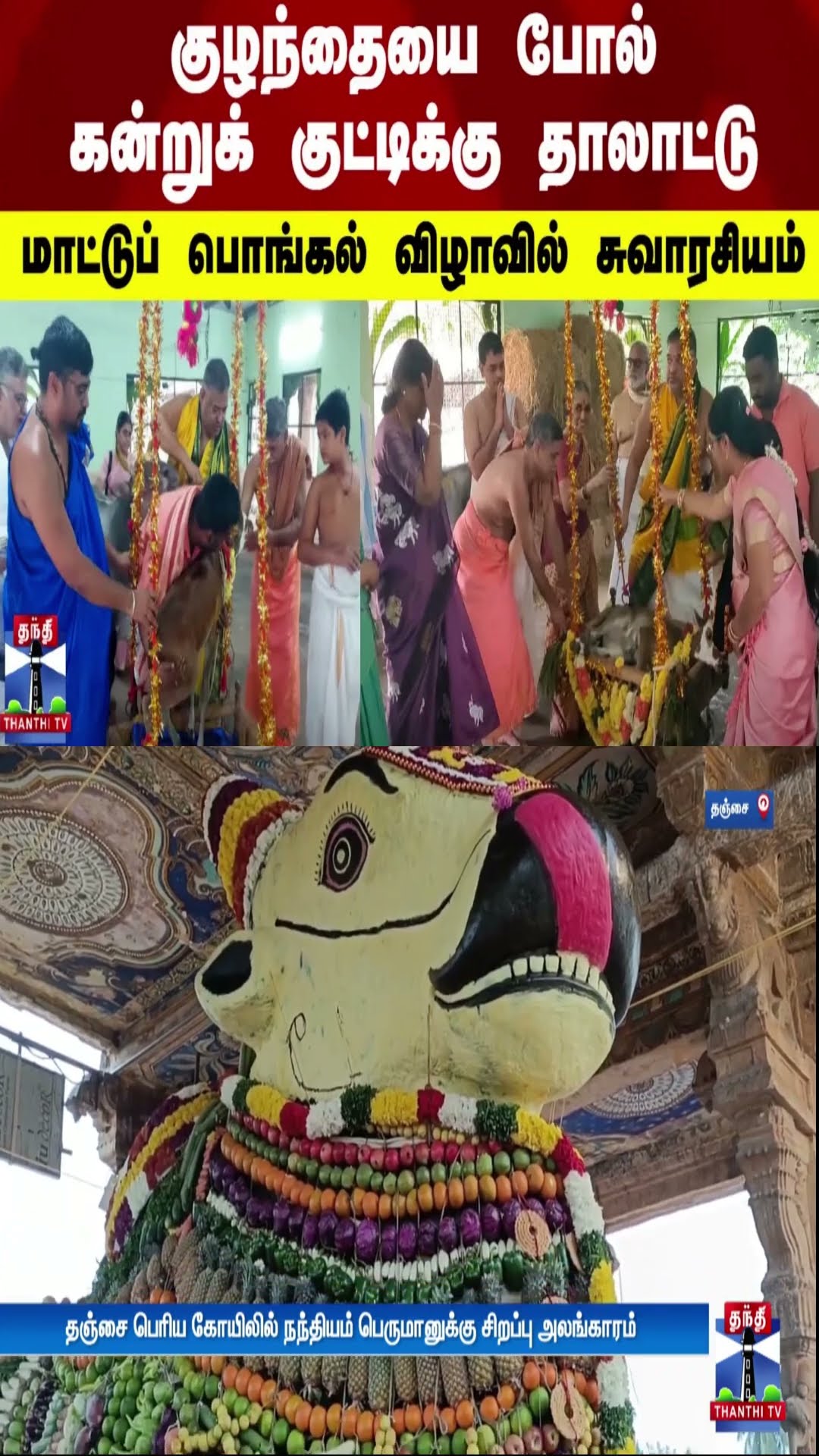 குழந்தையை போல் கன்றுக் குட்டிக்கு தாலாட்டு... மாட்டுப் பொங்கல் விழாவில் சுவாரசியம்