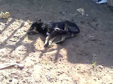 Video: Ugonjwa Wa Ngozi (Canine Seborrhea) Katika Mbwa