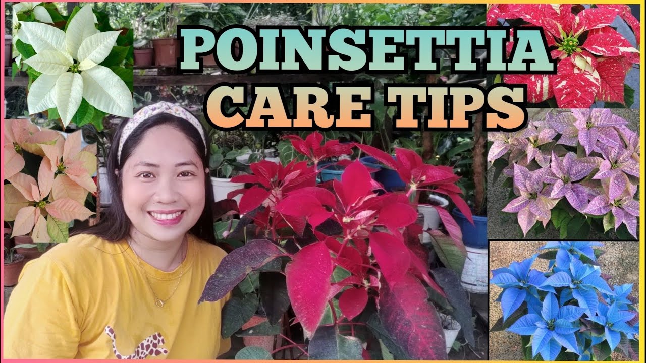 Poinsettia Care Tips 