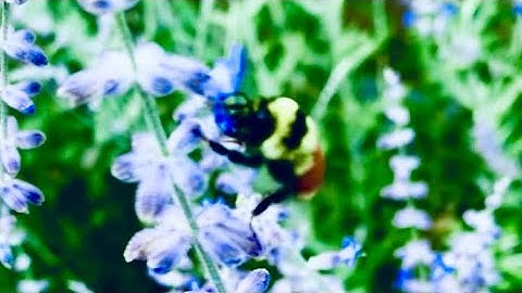 Bee Love [Eurorack; Generative Improvisation]