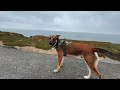 🐶 Moose at Fort Funston 🏖️