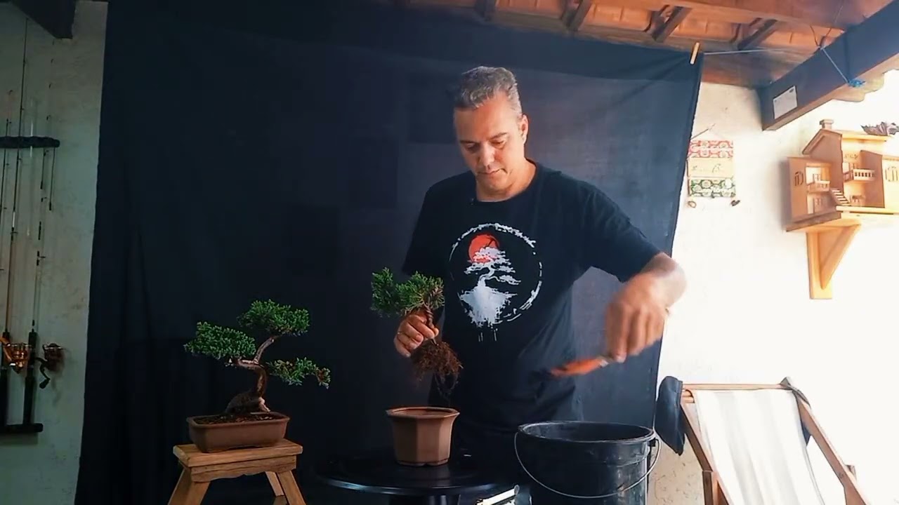 Bonsai  juníperus kaizuka,  transplante,  vídeo 03, @wanderramos 