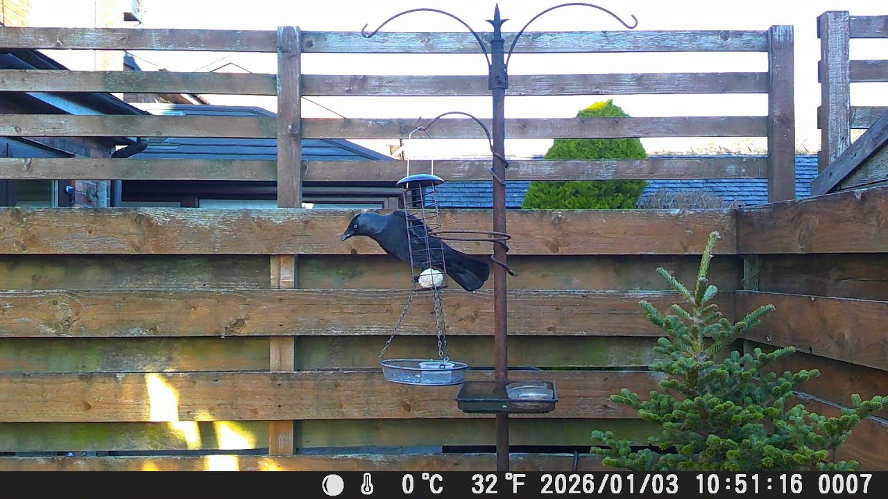 Garden Trail Camera 3rd January 2026