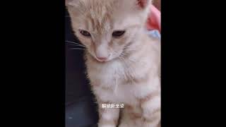 养土猫很丢人吗？为什么总是说土猫不好不值钱肮脏 by 爱护毛小孩 496 views 3 years ago 4 minutes, 13 seconds