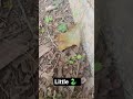 Tiny Snake🥰 #snake #snakelove #myyard #louisiana #nature #snakevideo #creatures #snakeshorts