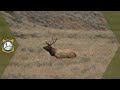 Elk management