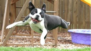 Dog Fails - A Funny Dog Jump Fails Compilation || New Hd