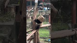 🐼猜猜这是谁呀真调皮！Guess Who #Panda #Animal 【跟着图尔去旅行】