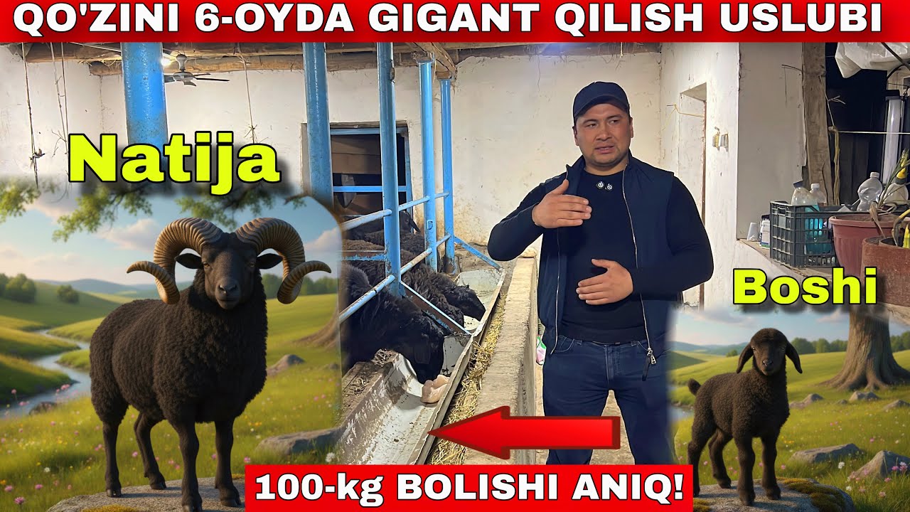 🔥🐏 O‘ZIM QO‘CHQORLARIM: 6 OYDA 100 KG! SIR OCHILDI! 😱 