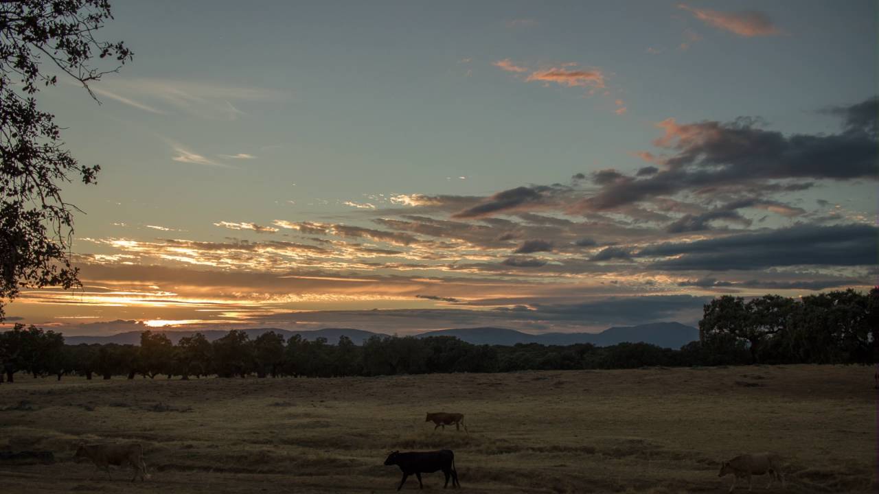 Calzadilla  Sol y Sombra