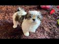 Cutest Shih Tzu Puppy | First Day at Home