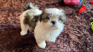 Cutest Shih Tzu Puppy | First Day at Home | Mimi