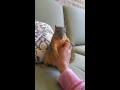 Making a squirrel laugh