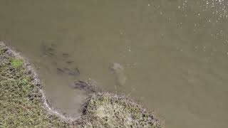 Aerial Drone Action of Texas RedFish feeding in a  Large school in Shallow Water on Shrimp