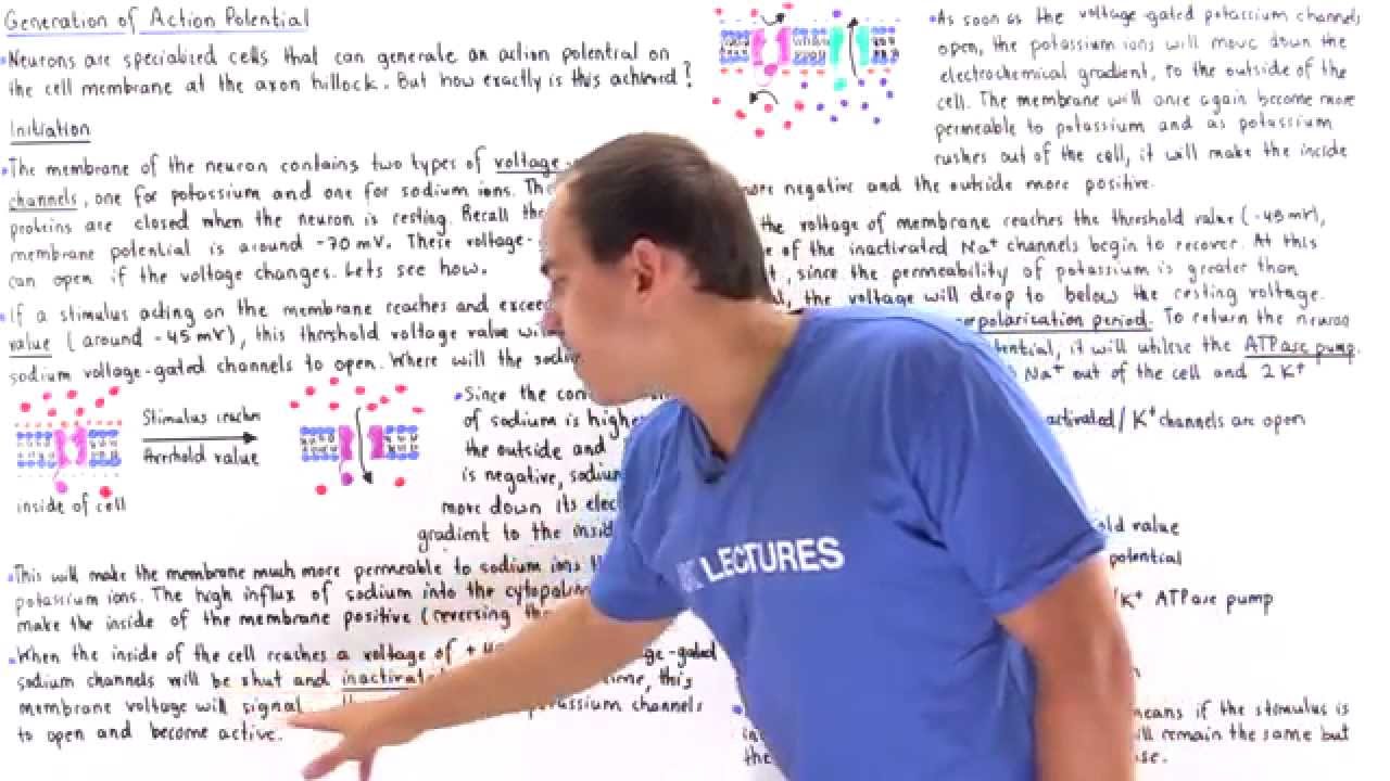 Initiation of Action Potential