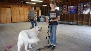 Benson Maremmas LGD Training - Clicker Games with Cash & Sasha by Benson Ranch Livestock Guardian Dog Training 147 views 7 months ago 9 minutes, 37 seconds
