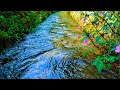 Relax Instantly with Peaceful River Stream Sounds – Deep ASMR Ambience for Sleep and Calm Mind