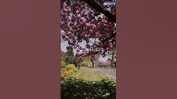 وفي السماء رزقكم وما توعدون #quran #رمضان #حالات #تلاوة_خاشعة #explore #اكسبلور #share #جديد #قرآن