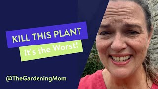 Poison Sumac: How to Get Rid of It #gardeningtips #howto #hacks