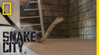 Cobra Tug Of War | Snake City