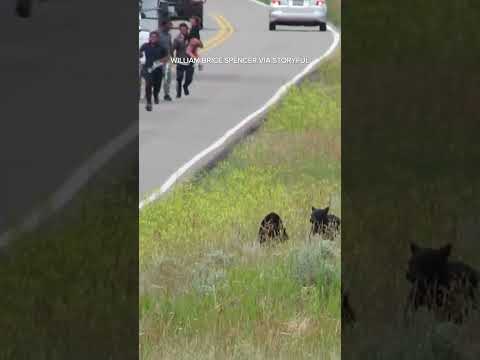 Tourists sprint toward bear and cubs in Yellowstone