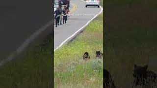 Tourists sprint toward bear and cubs in Yellowstone
