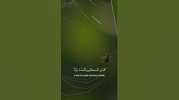 Surah Al-'Ankabut 29:41 (Quran 29:41) (سورة العنكبوت) - Yasser Al Dosari (ياسرالدوسري)
