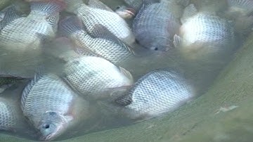 Kỹ thật nuôi cá rô phi qua mùa đông