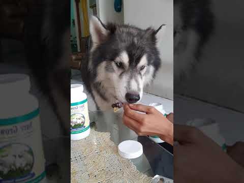 Video: Ska jag ge min hund en multivitamin?