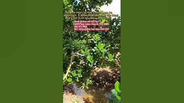 Nhà vườn Long An | Nhà cấp 4 | Nhà vườn cây ăn trái giá rẻ | Vườn sầu riêng 4 năm #shorts