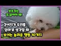 강아지가 나를 그리고 우리를 엄마로 생각할 때 보이는 놀라운 행동 10가지【강아지 행동 표현│강아지 애정표현│강아지 사랑표현│강아지 행동언어】